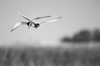 Rybak bahenni - Chlidonias hybrida - Whiskered Tern 0095